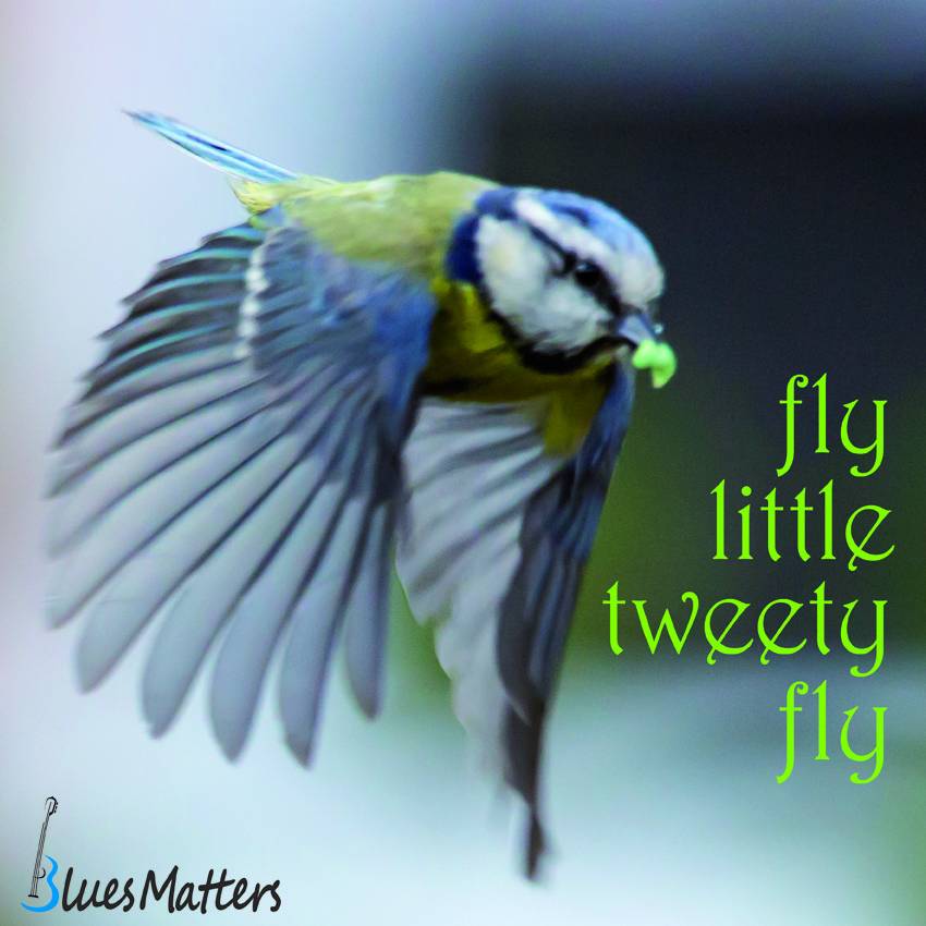 Fly little tweety fly